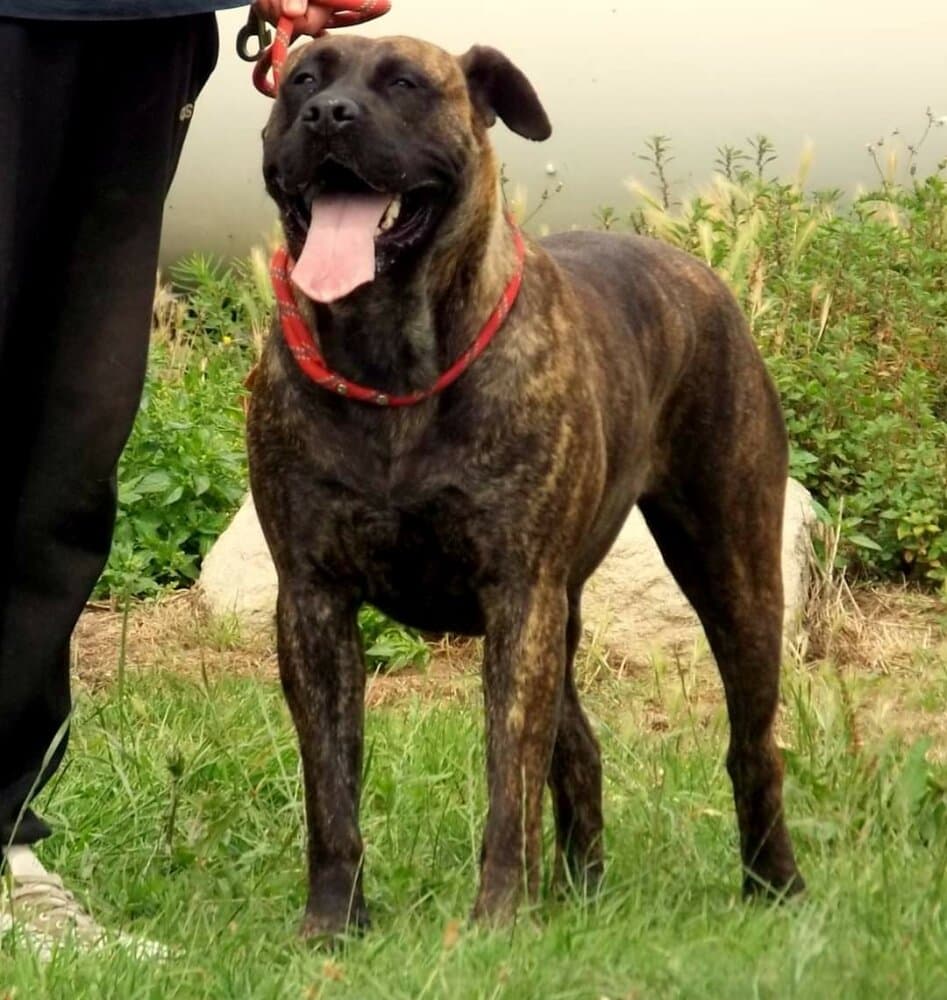 HIJA DE LA HUELLA DEL PRESA CANARIO 1