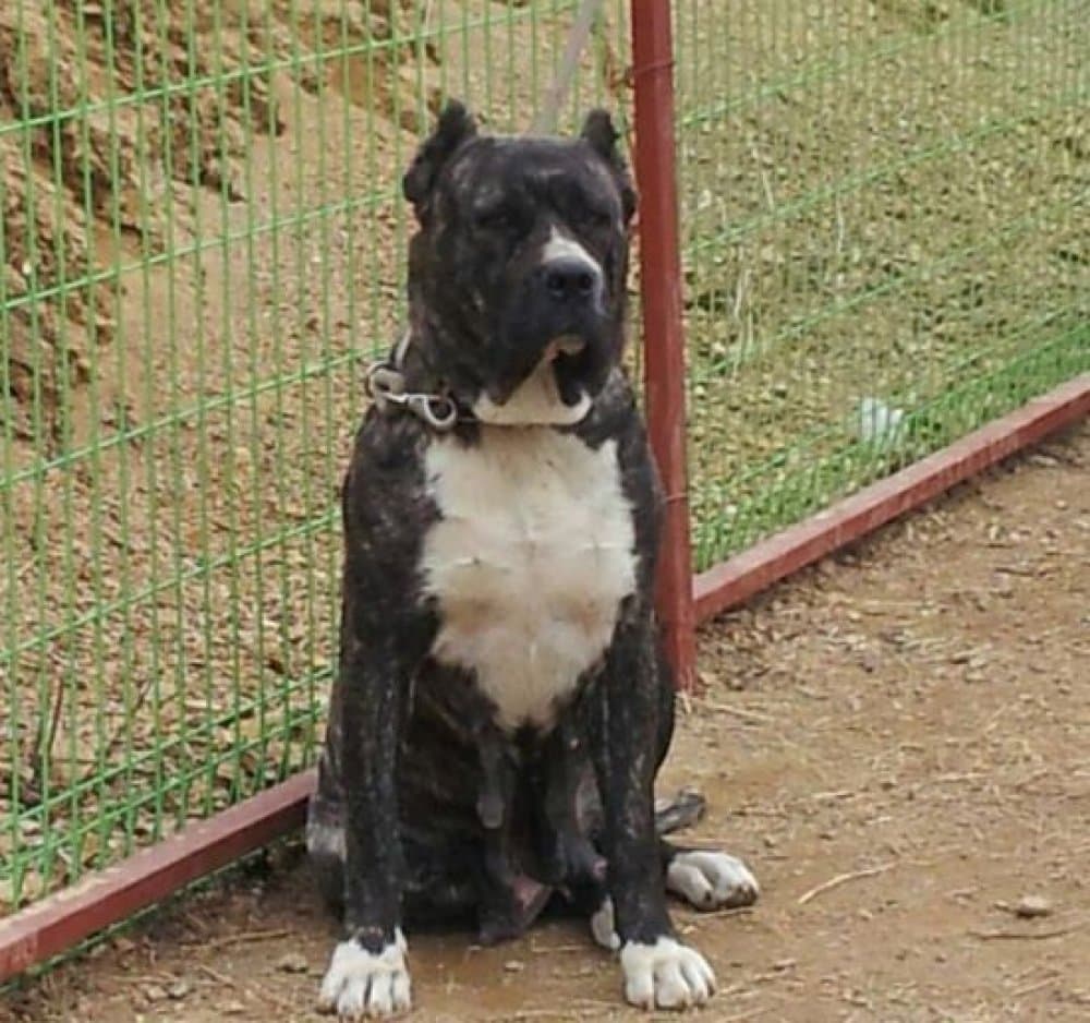 TROYA DE TIBICENAS 1