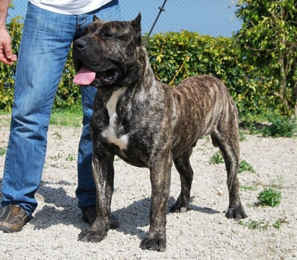 NERON DE ATLANTIDA CAN 1