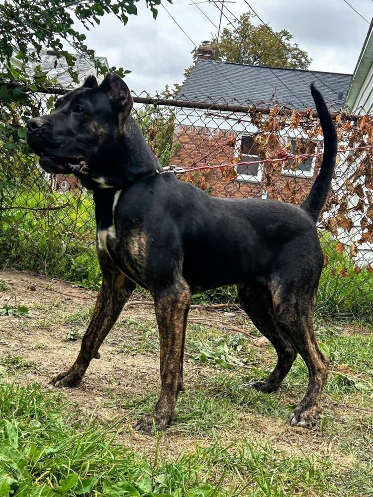 CHEETOH DE TOLEDO PRESA 1