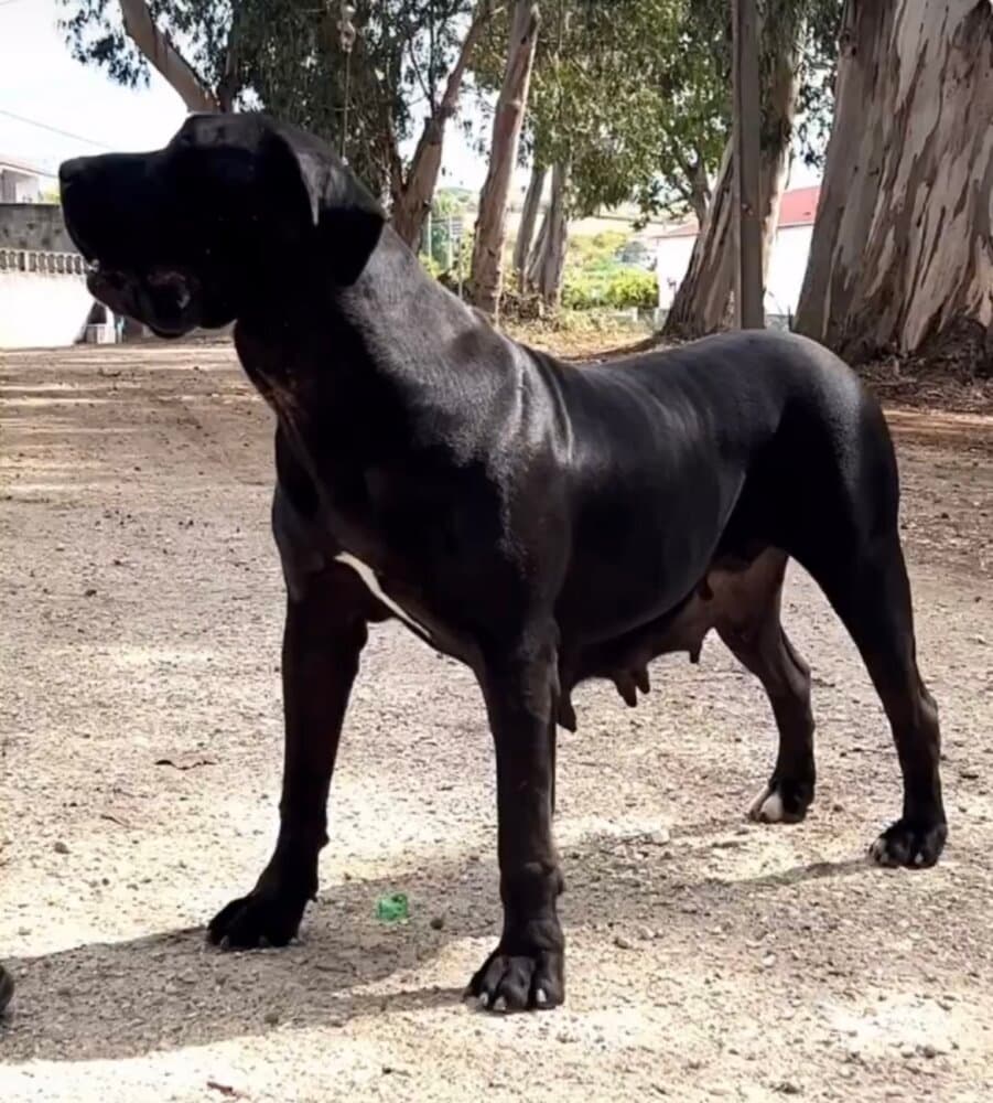 CANARIA DE ANCOR WARRIOR 1