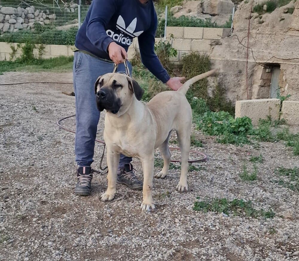 JARO CANARIKENNEL 1