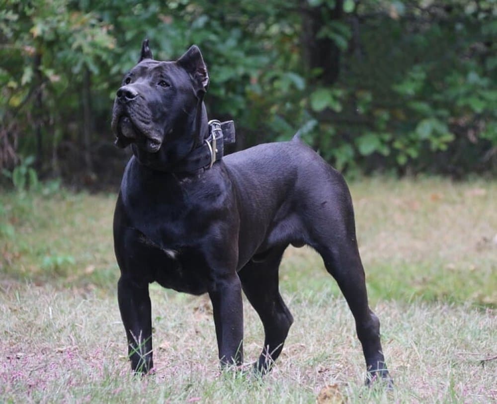 D&GS NERO 1