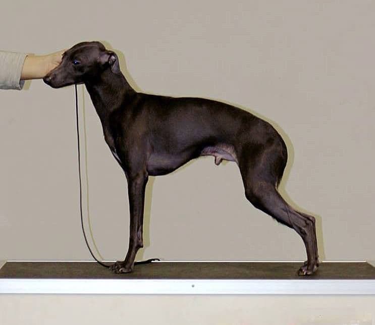 Dervisch Devotion 1
