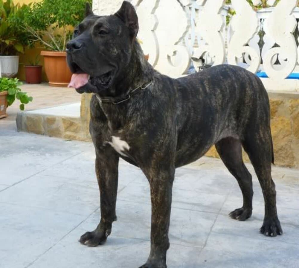 CATIANA DEL CHORO 1