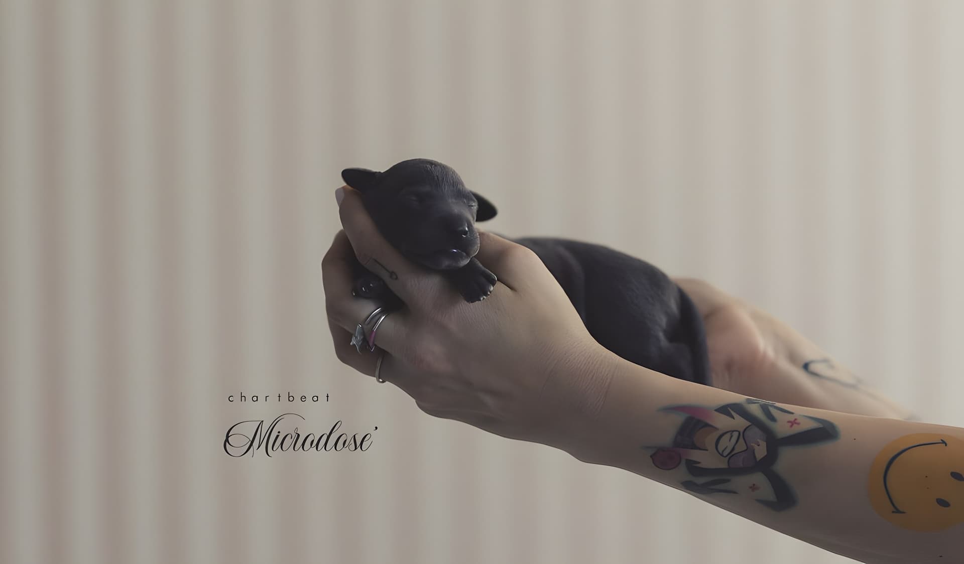 Chartbeat Microdose' 1
