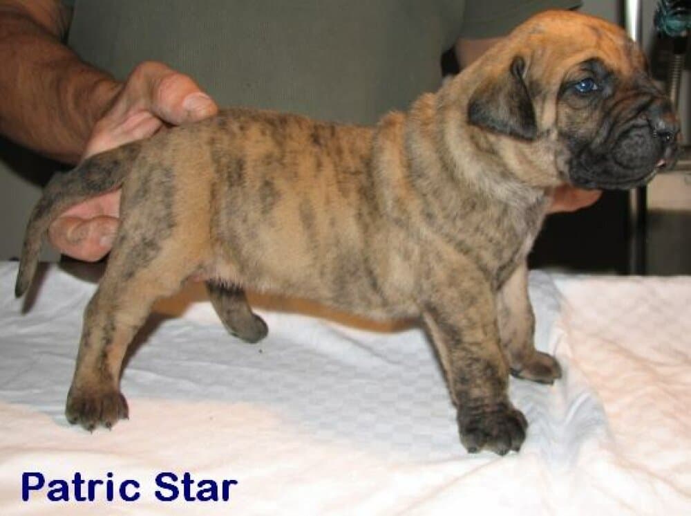 EL DIABLO DE LUCIA PATRICK STAR 1