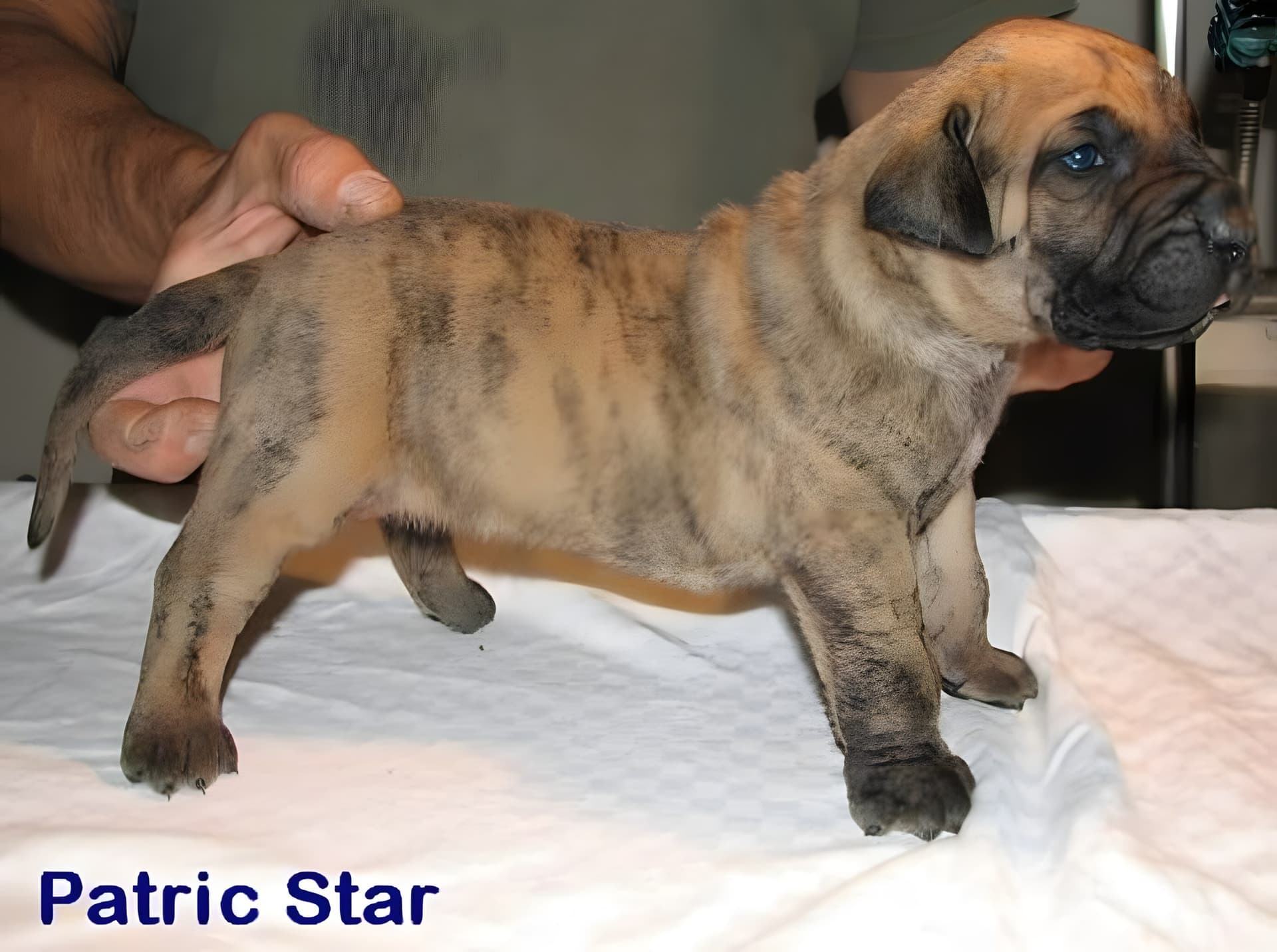 EL DIABLO DE LUCIA PATRICK STAR 1