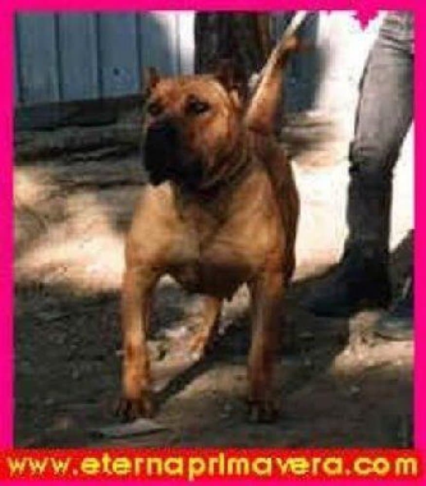 CATHAYSA DE BARNACAN BULL 1