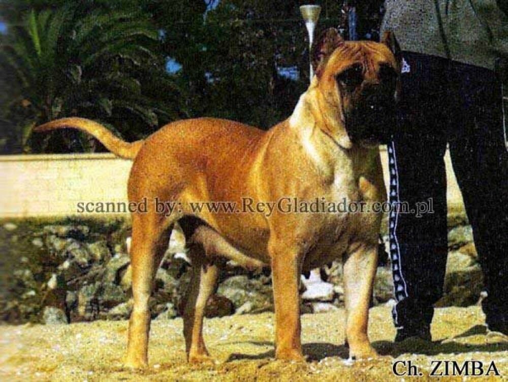 ZIMBA 1