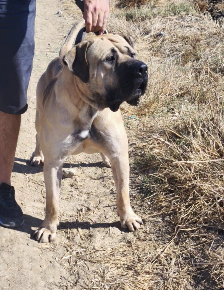 GOFIO DE GUADALCAN 1