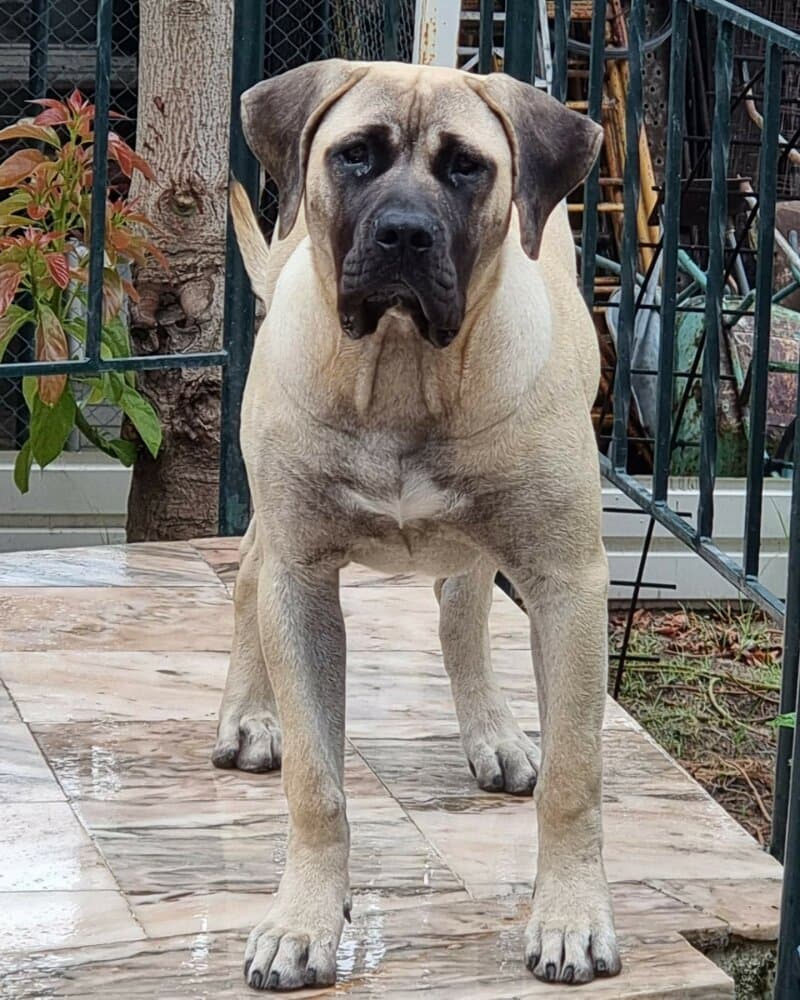 KALI DE GUADALCAN 1