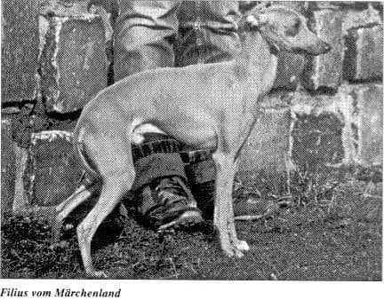 Filius Vom Märchenland 1
