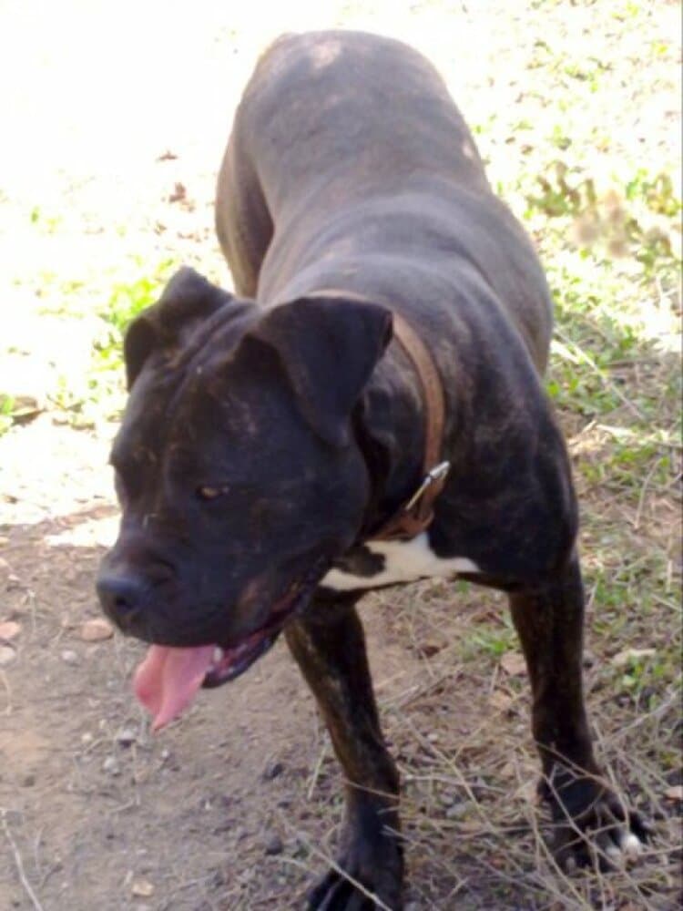 NUBIA DE PERRO DE LA TIERRA 1
