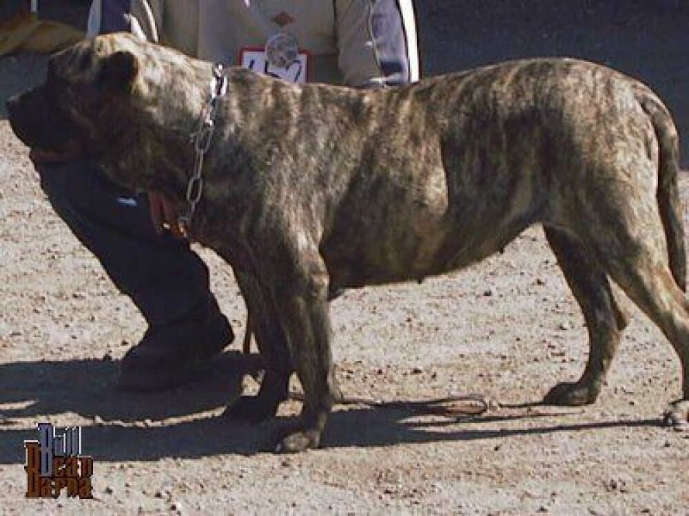 GAIFA DE BARNACAN BULL 1