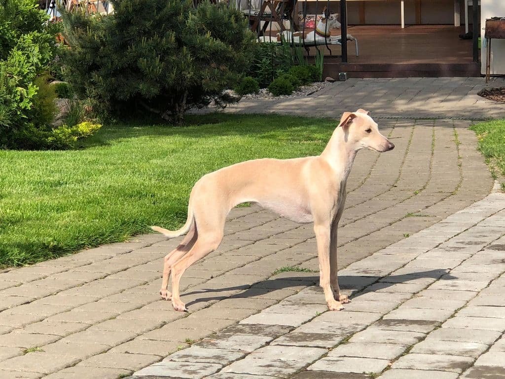 Lusis Kopos Namai 1