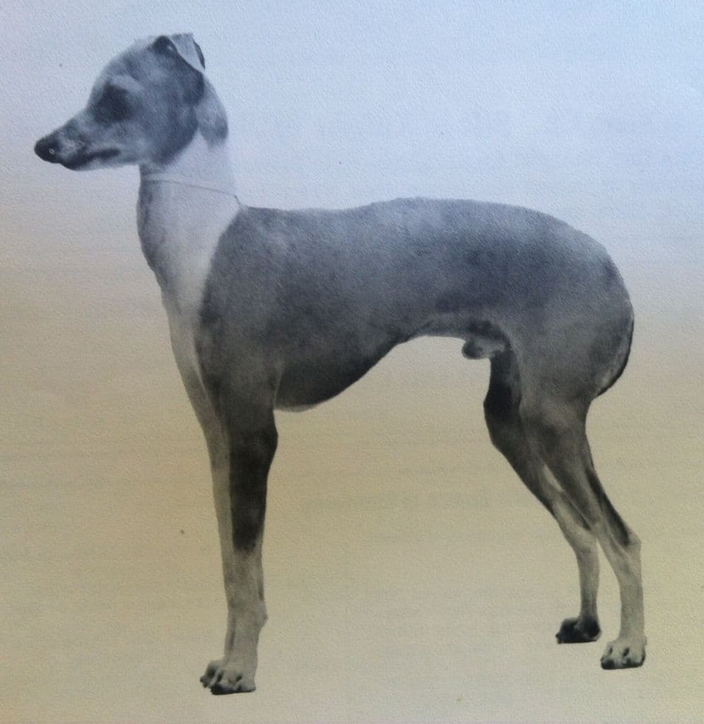 Bronzino Of Alpine 1