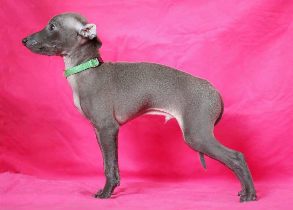 Idel Vento Kavaliere Kosmo 1