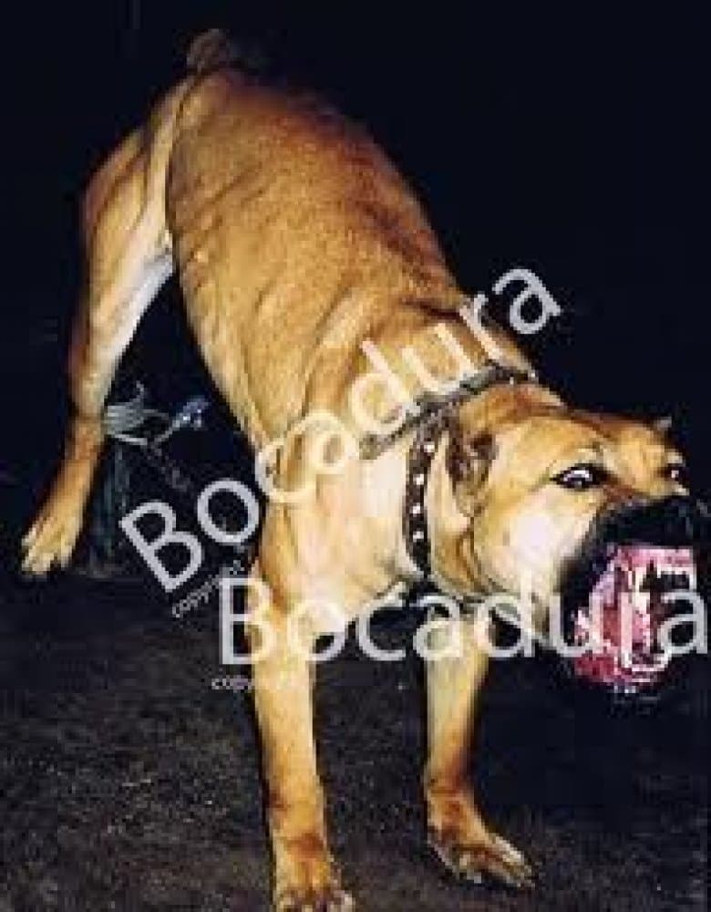 JUNGLA DE BOCADURA 1