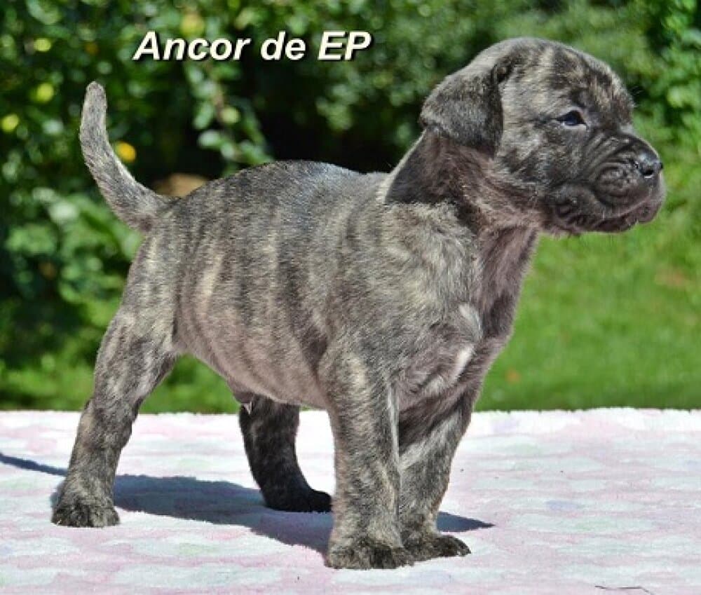 ANCOR I DE ETERNA PRIMAVERA 1