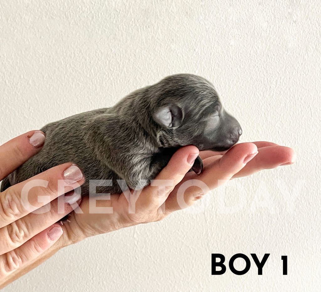 Greytoday Yoda 1