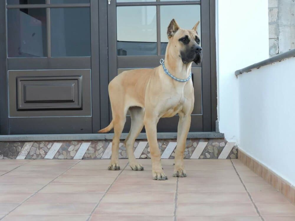 CANDELA I DE SAMCOR 1
