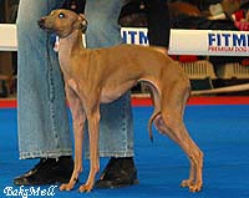 Ginger-Galatea Asmens Sargybinis 1