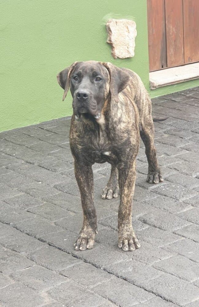 CRUFTS DE SAMCOR 1