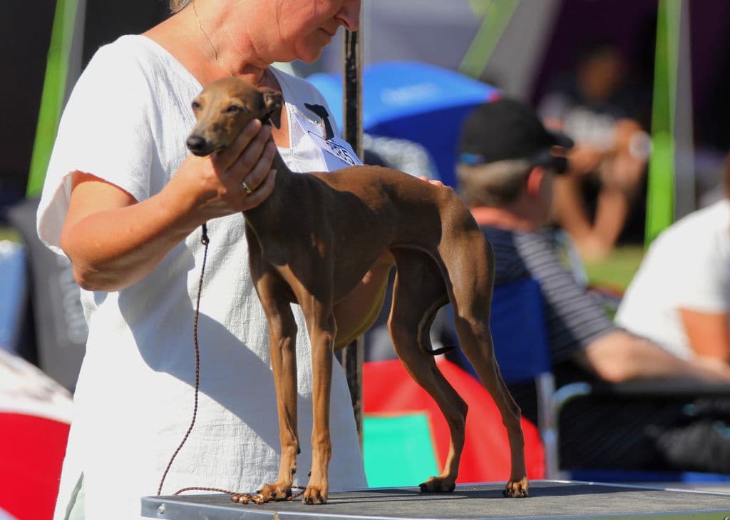Hamingjor Aura 1