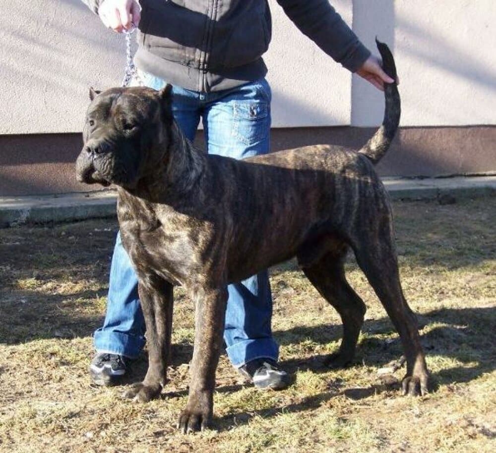JR.MASERATI DE TIERRA GRANCAN 1