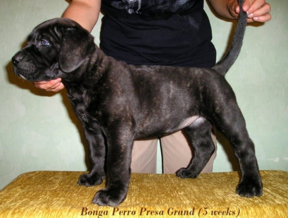 BONGA PERRO PRESA GRAND 1