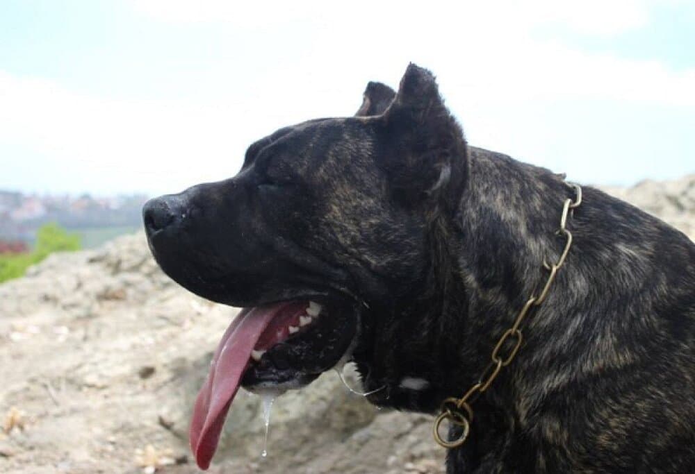 FRANCO DE LA ISLA DE LOS VOLCANES 1