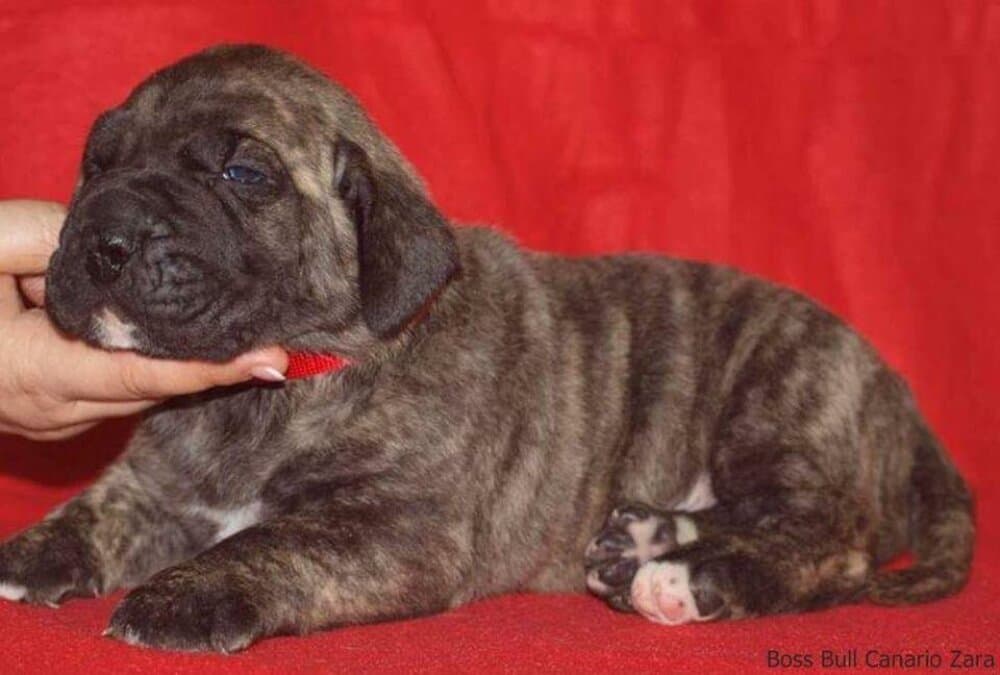 BOSS BULL CANARIO ZARA 1