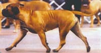 STARRDOGS OUTLAWS WIND OF FATE 1