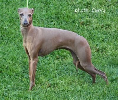 Dogcastle's Theas Lille Bare Bare 1