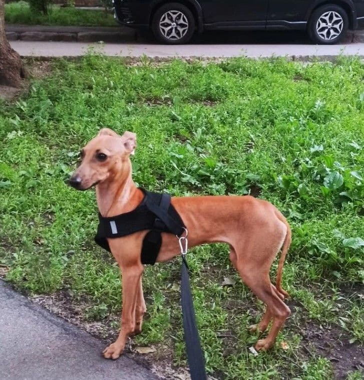 Perm Velikaya Truffaldino iz Bergamo 1