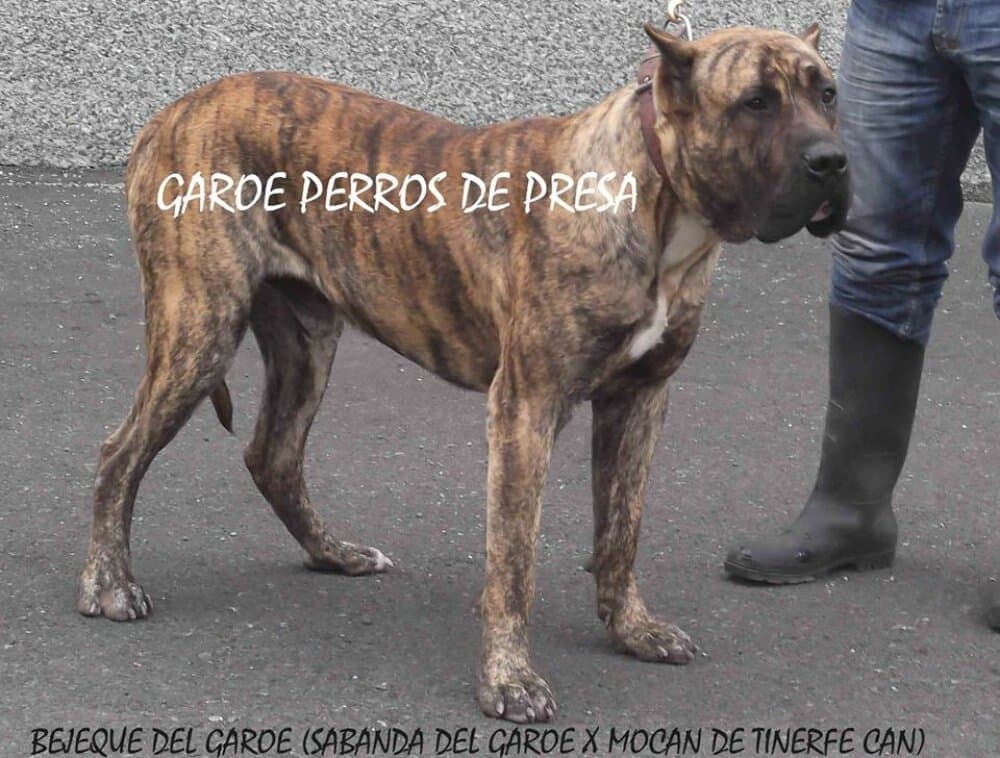 BEJEQUE DEL GAROE 1