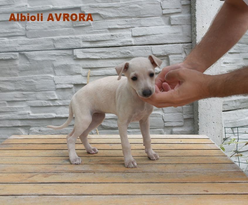 Albioli Avrora 1