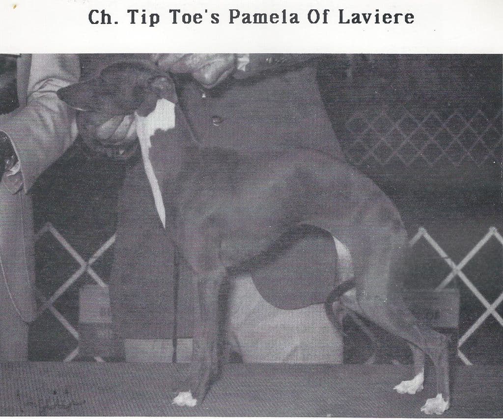 Tiptoe's Pamela Of Laviere 1