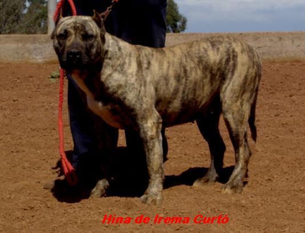 Hina de Irema Curto 1