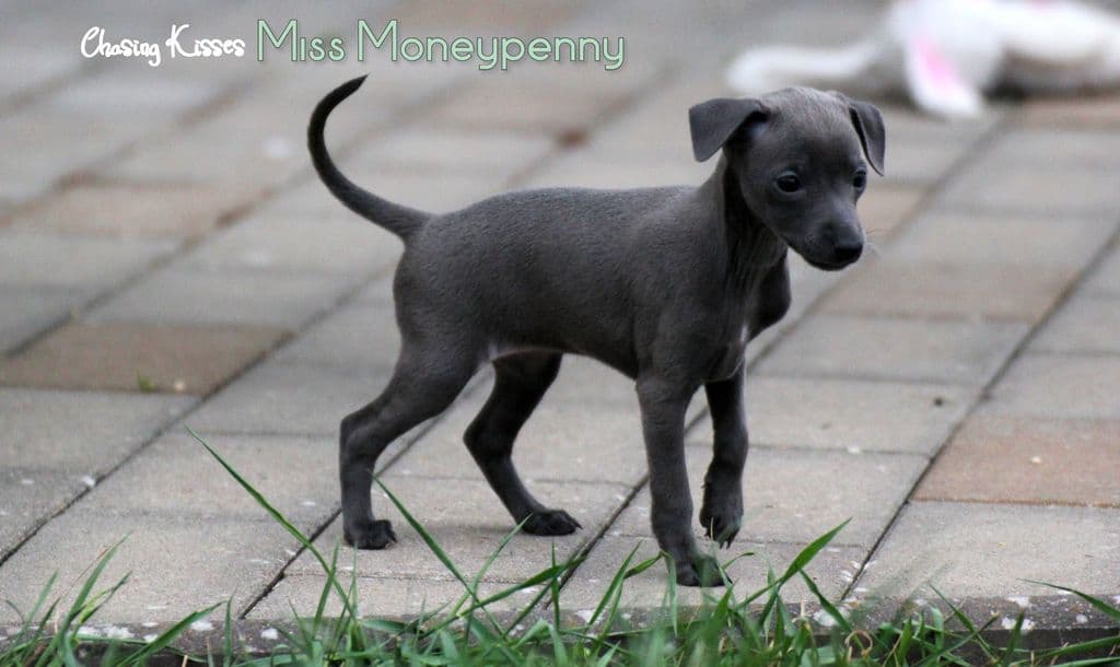 Chasing Kisses Miss Moneypenny 1