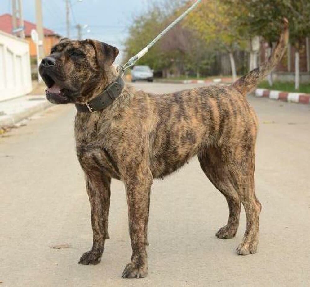 ARUBA DE TARGOVISTE 1