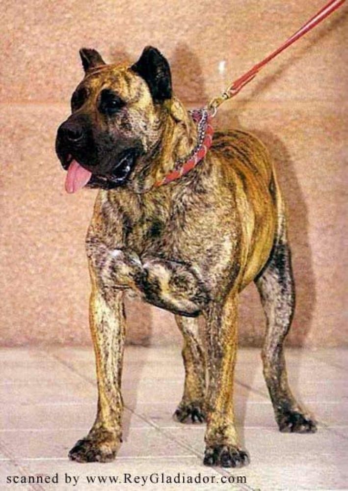 BELMACO DE GAREHAGUA 1
