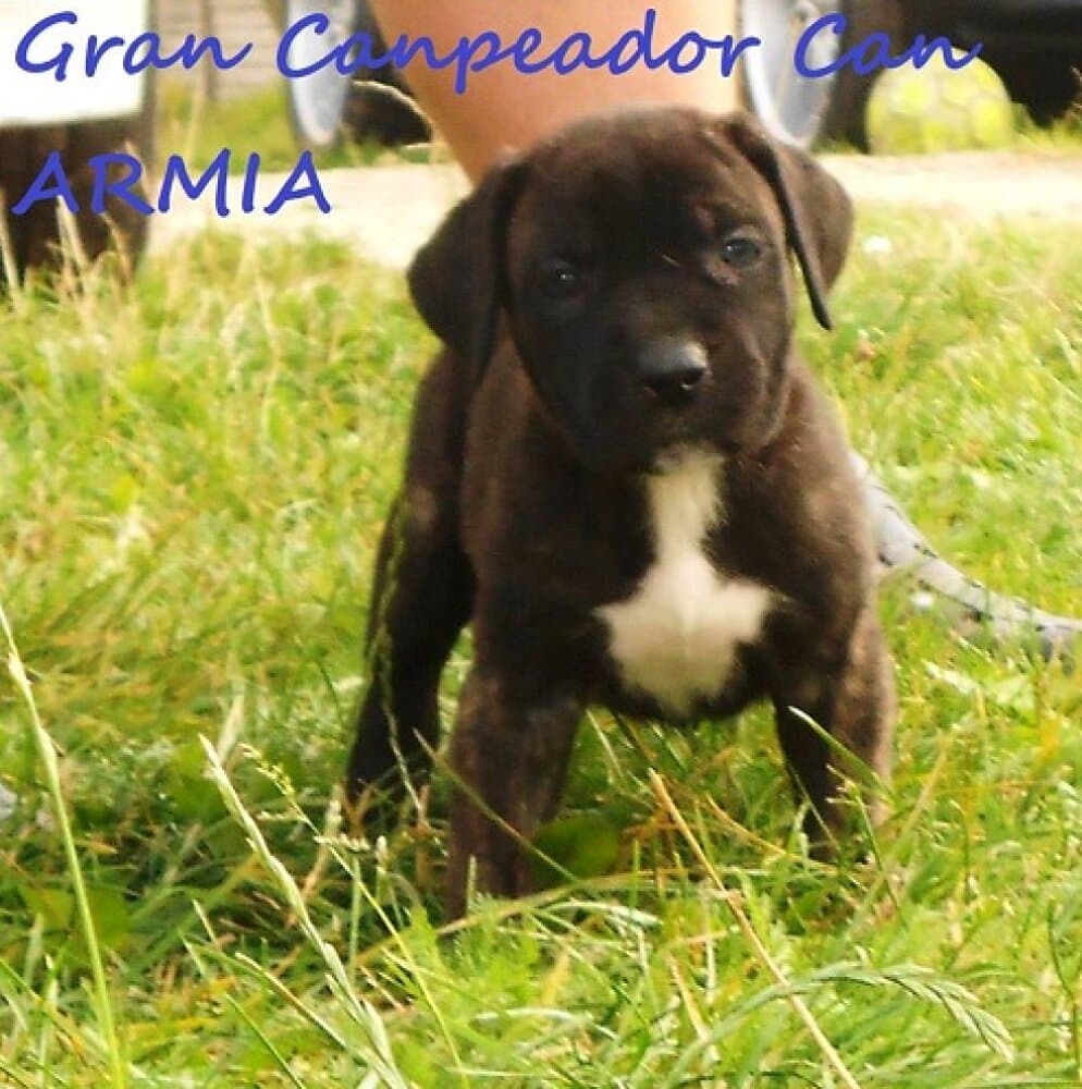 ARMIA DE GRAN CAMPEADOR CAN 1