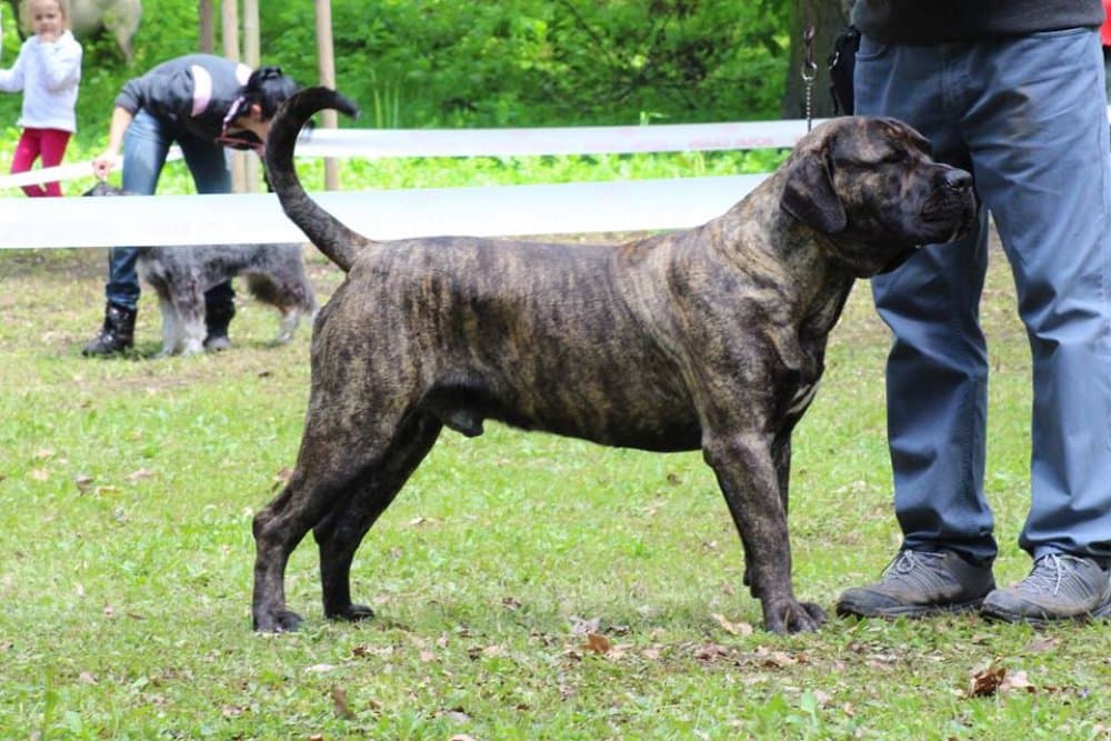 ELOY VALACHIADOG 1