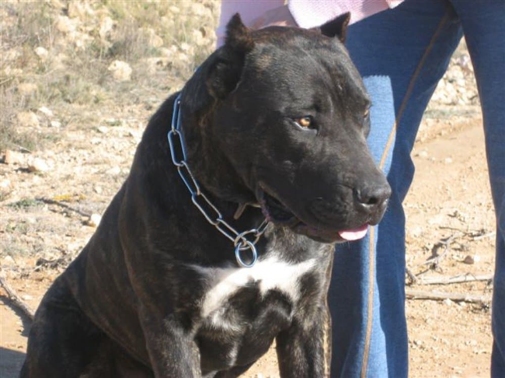 NILO DE PRESA CAN 1