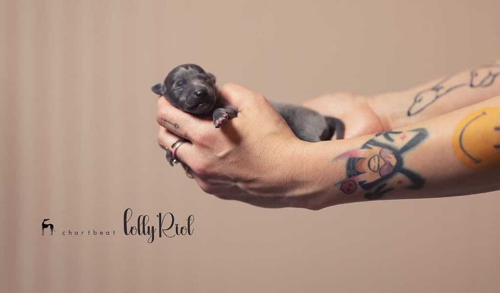 Chartbeat Lolly'Riot 1