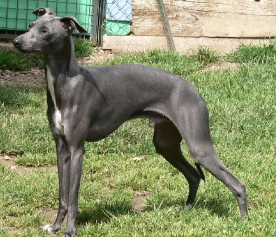 Virdjet De Kenty'O 1