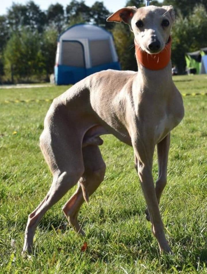 House Of Hounds Odysseus 1