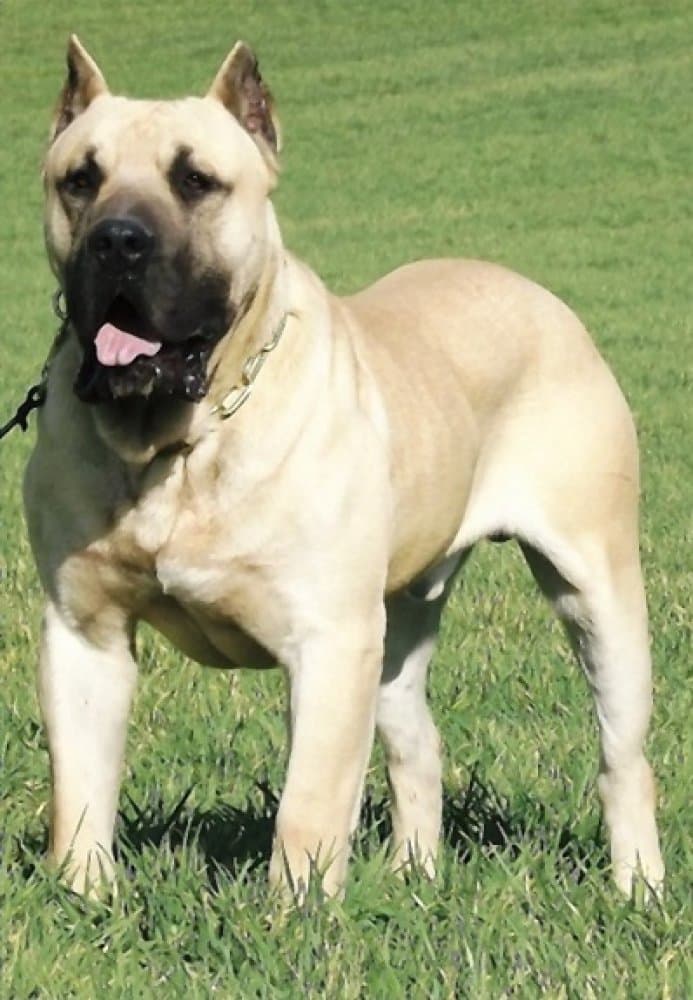 ZEUS DE IMPERIAL CAN 1